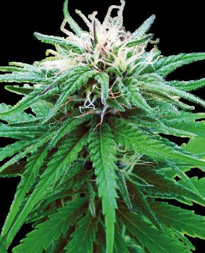 Ruderalis Indica®