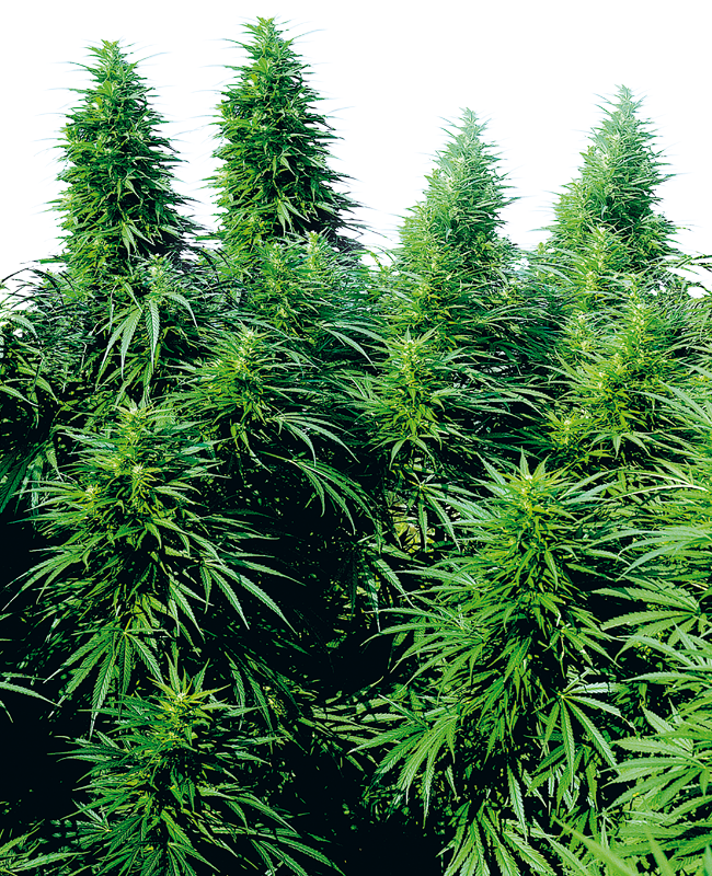 ruderalis-skunk-image