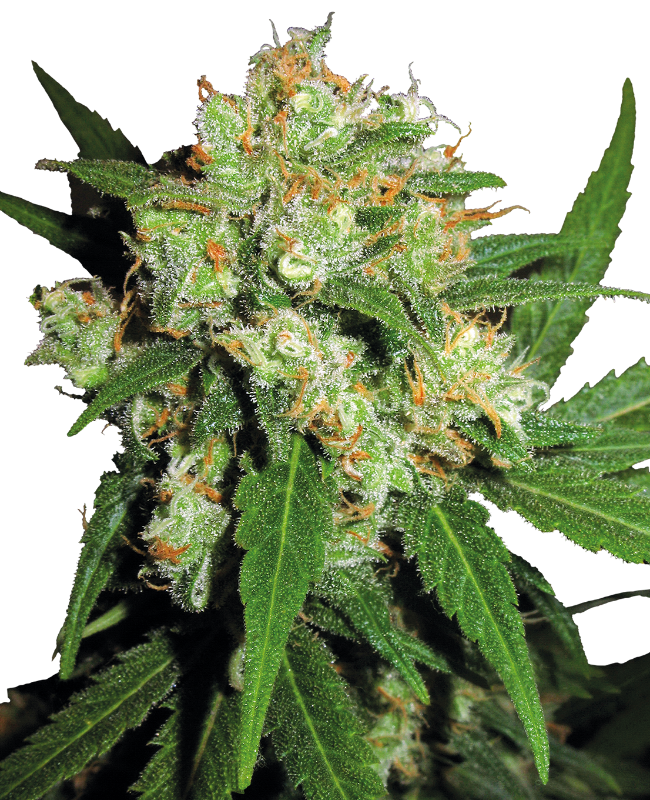 skunk-image