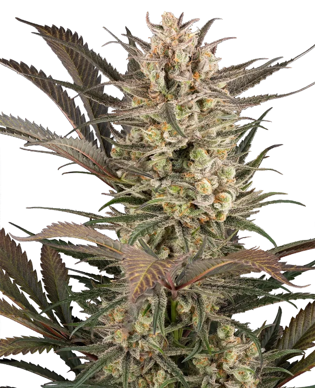 sour-jam-automatic-image