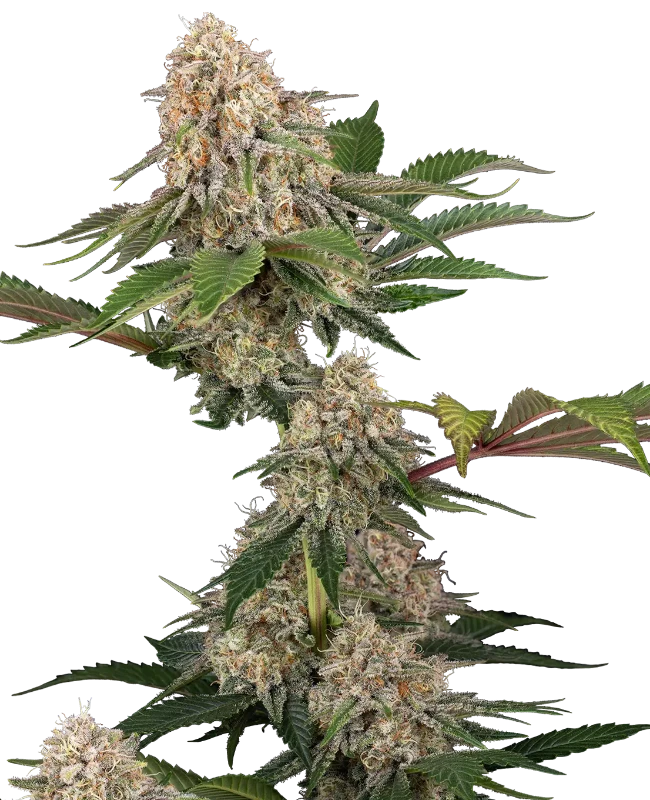 sticky-berry-mints-xxl-image