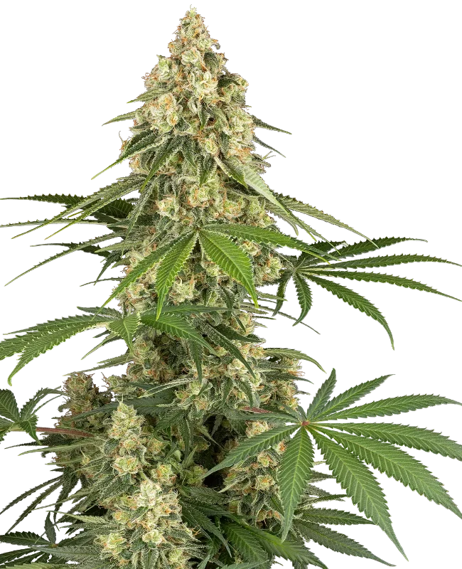 sticky-orange-xxl-image