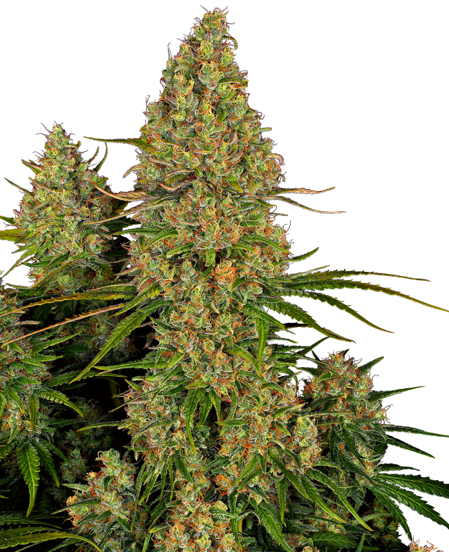 sticky-orange-xxl-automatic-image