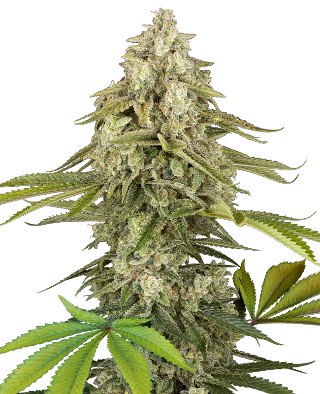 tangie-jungle-juice-image