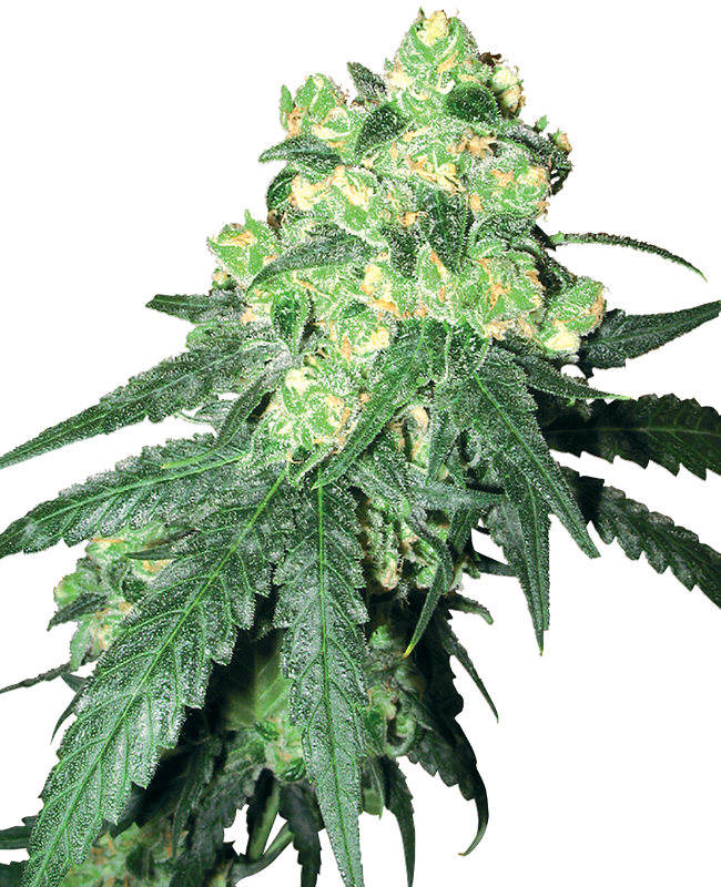 white-label-rhino-image