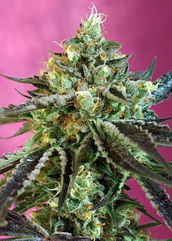 sweet-nurse-auto-cbd-image