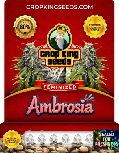 ambrosia-image