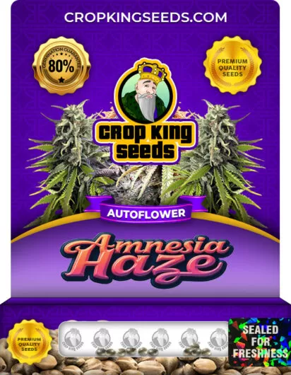 amnesia-haze-autoflowering-image
