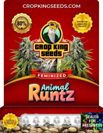 animal-runtz-image