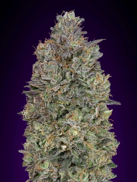 critical-purple-kush-image
