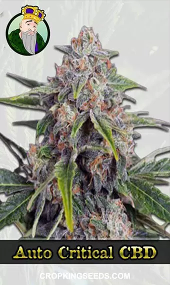 Auto Critical
