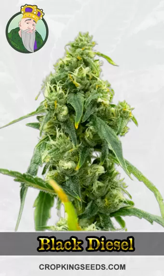autoflower-cbd-black-diesel-image