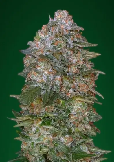 Critical Soma