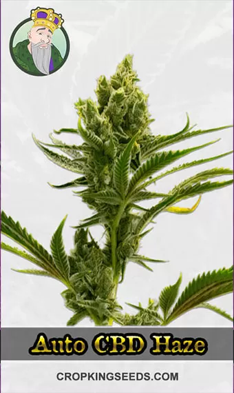 autoflower-cbd-haze-image