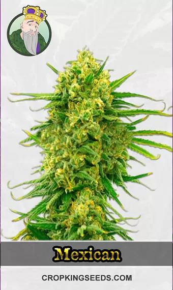 autoflower-cbd-mexican-image