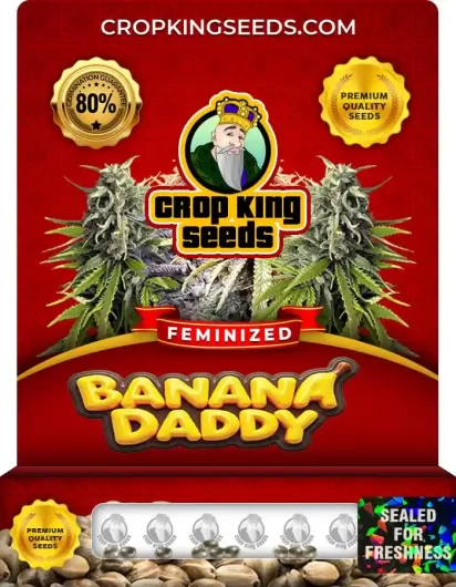 banana-daddy-image