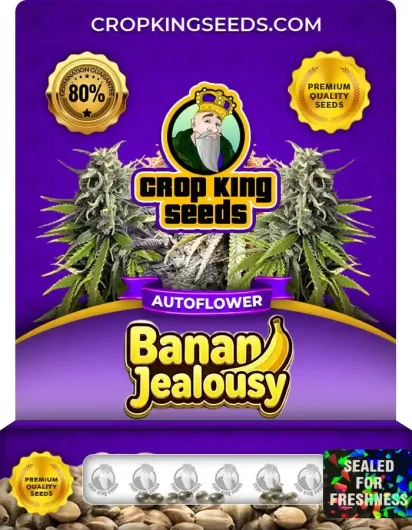 banana-jealousy-autoflower-image