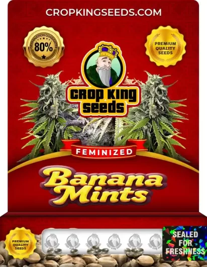 banana-mints-image
