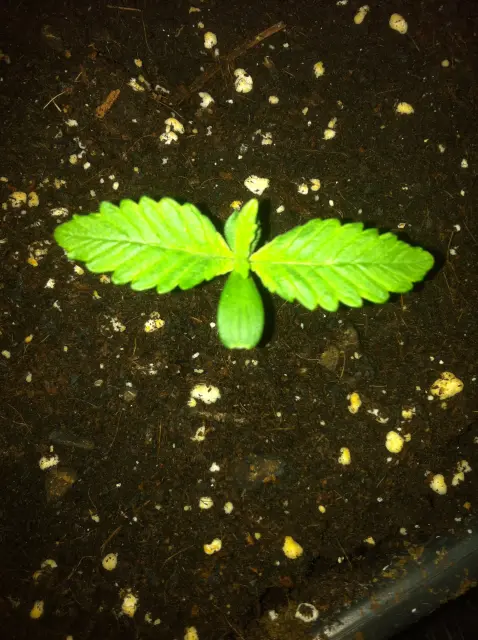 Grow-Report Buddha Purple Kush, Woche 1, Foto 2