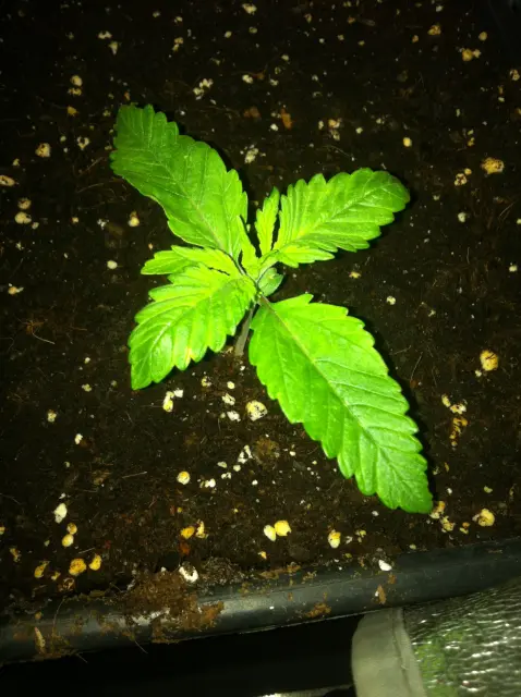 Grow-Report Buddha Purple Kush, Woche 2, Foto 1