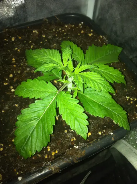 Grow-Report Buddha Purple Kush, Woche 2, Foto 2