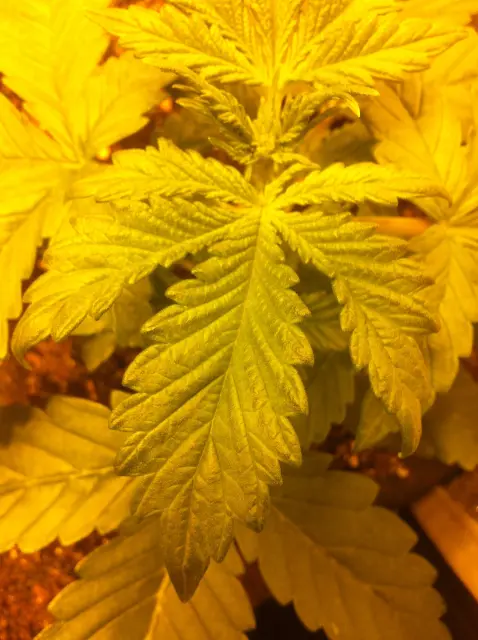 Grow-Report Buddha Purple Kush, Woche 2, Foto 3