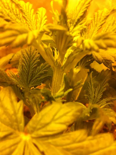 Grow-Report Buddha Purple Kush, Woche 3, Foto 1
