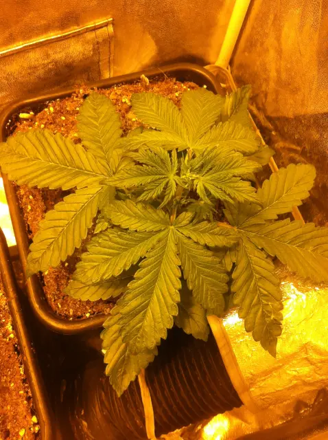 Grow-Report Buddha Purple Kush, Woche 3, Foto 2