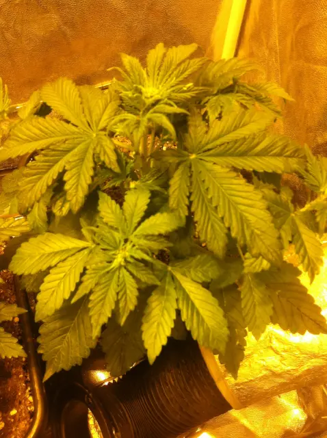 Grow-Report Buddha Purple Kush, Woche 3, Foto 3