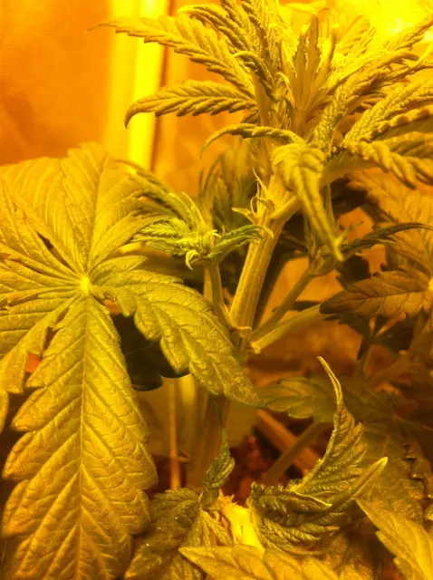 Grow-Report Buddha Purple Kush, Woche 3, Foto 4