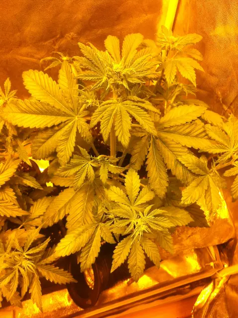 Grow-Report Buddha Purple Kush, Woche 3, Foto 5