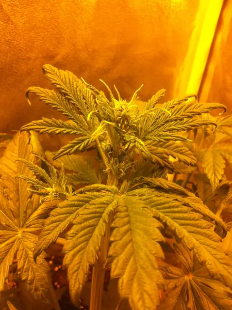 Grow-Report Buddha Purple Kush, Woche 3, Foto 6
