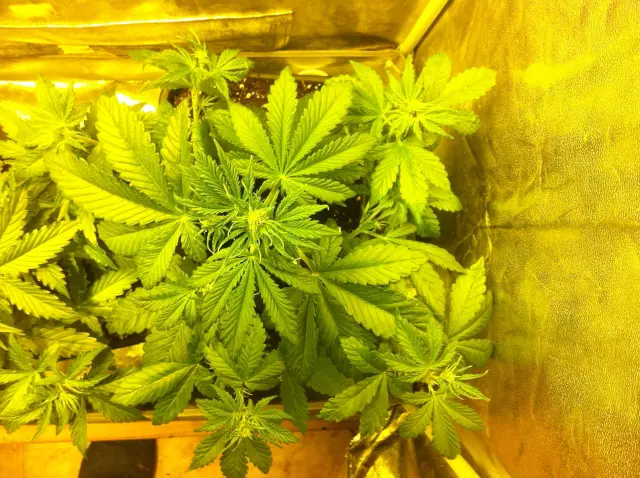 Grow-Report Buddha Purple Kush, Woche 3, Foto 7