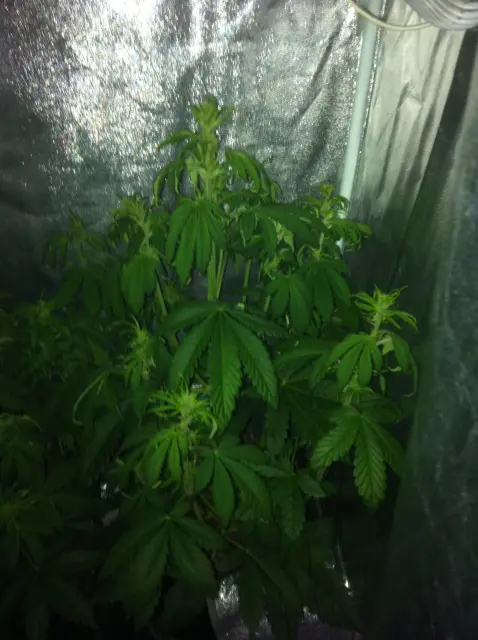 Grow-Report Buddha Purple Kush, Woche 4, Foto 1