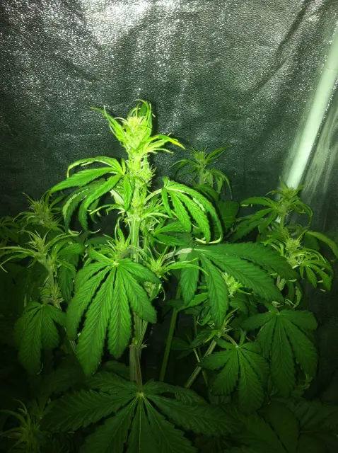 Grow-Report Buddha Purple Kush, Woche 4, Foto 2