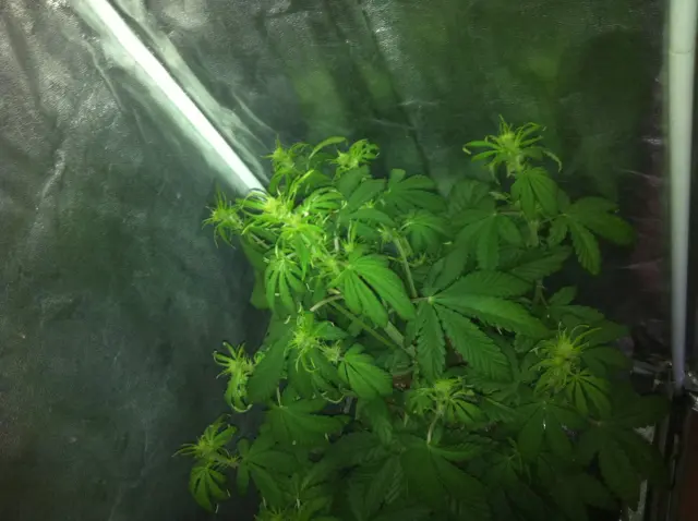 Grow-Report Buddha Purple Kush, Woche 4, Foto 3