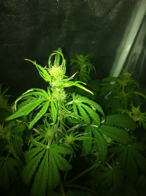 Grow-Report Buddha Purple Kush, Woche 4, Foto 4