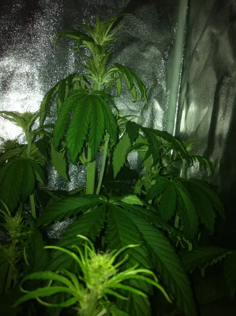 Grow-Report Buddha Purple Kush, Woche 4, Foto 5