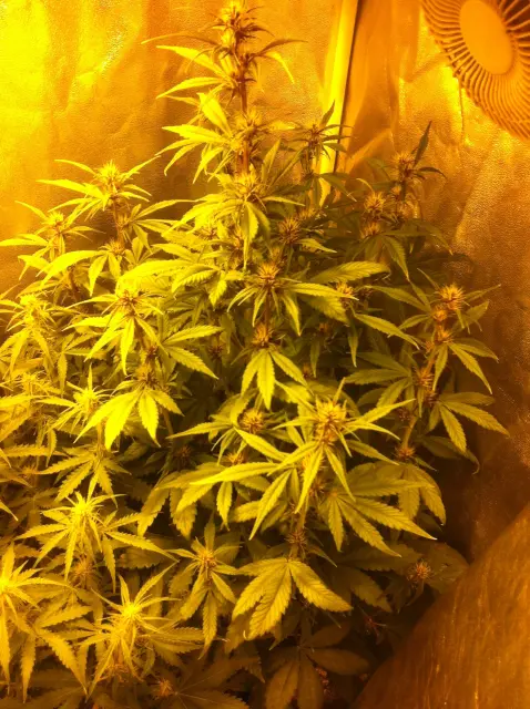 Grow-Report Buddha Purple Kush, Woche 5, Foto 1