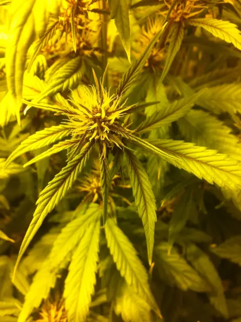 Grow-Report Buddha Purple Kush, Woche 5, Foto 2
