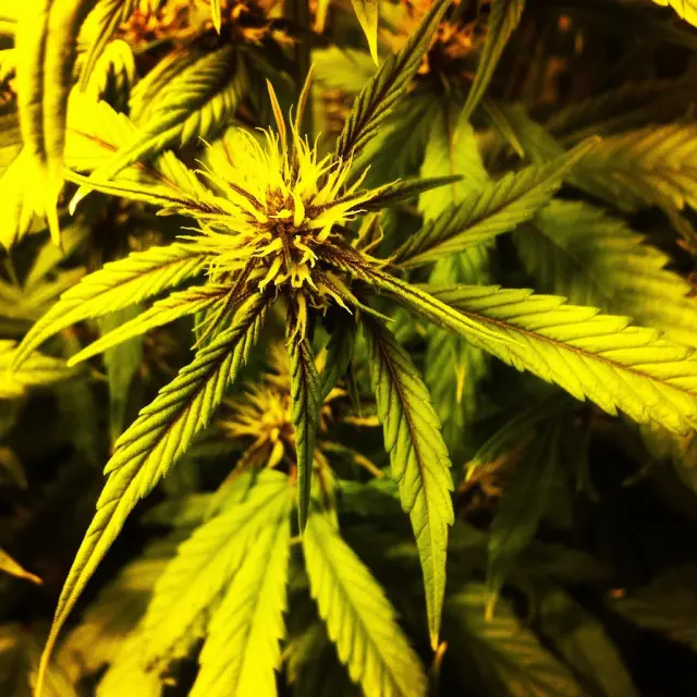 Grow-Report Buddha Purple Kush, Woche 5, Foto 3