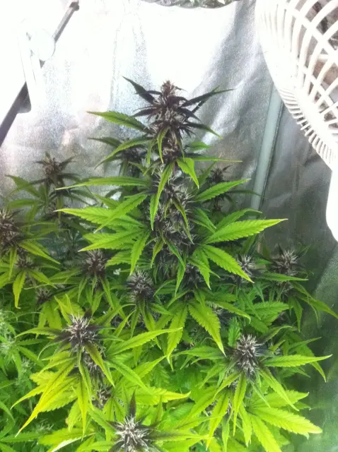 Grow-Report Buddha Purple Kush, Woche 6, Foto 1