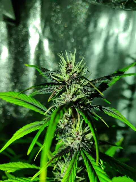 Grow-Report Buddha Purple Kush, Woche 6, Foto 4