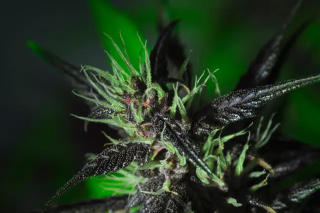Grow-Report Buddha Purple Kush, Woche 7, Foto 1