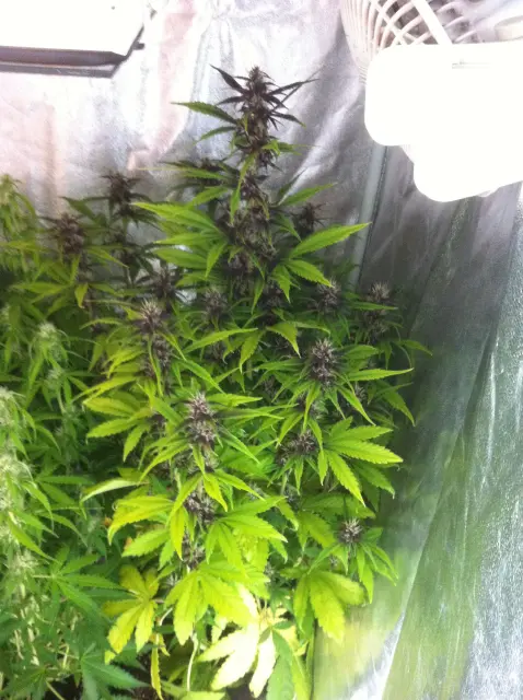Grow-Report Buddha Purple Kush, Woche 7, Foto 2