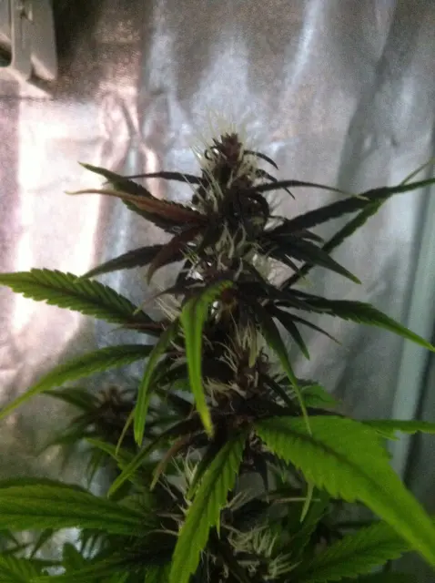 Grow-Report Buddha Purple Kush, Woche 7, Foto 3