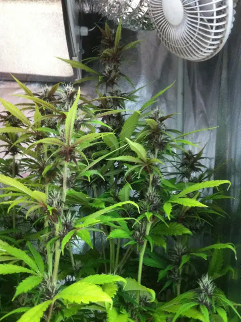 Grow-Report Buddha Purple Kush, Woche 7, Foto 4