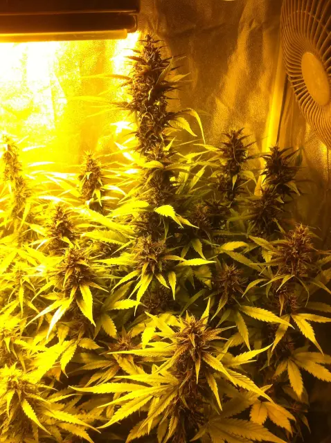 Grow-Report Buddha Purple Kush, Woche 8, Foto 1