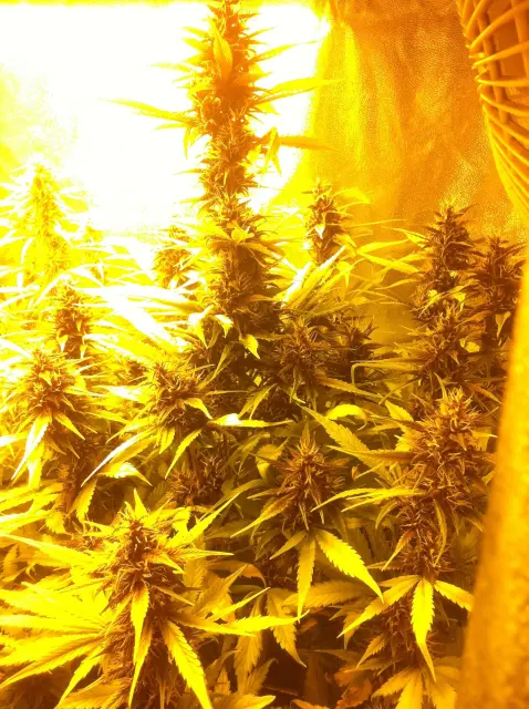 Grow-Report Buddha Purple Kush, Woche 8, Foto 2