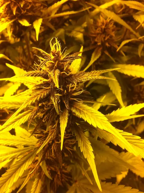 Grow-Report Buddha Purple Kush, Woche 8, Foto 3